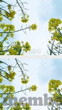 ag森林舞会-AG森林舞会，自然与文化的和谐交响曲